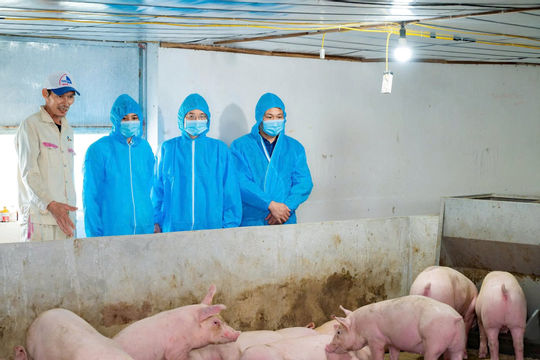 Triển khai các biện pháp cấp bách khống chế dịch tả lợn Châu Phi