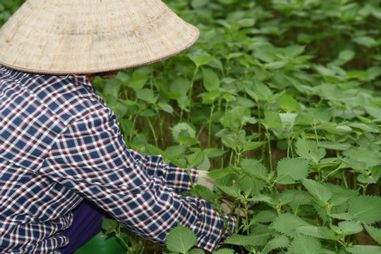 Gia tăng phát thải, nông nghiệp khó giữ “vùng xanh”