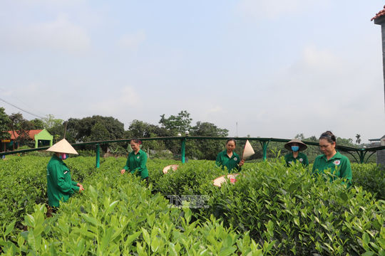 Thái Nguyên đầu tư hơn 500 tỷ đồng hỗ trợ phát triển ngành chè 