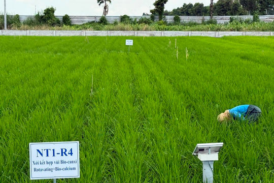 Sử dụng phân bón Đầu Trâu Bio – Canxi: Hiệu quả trong sản xuất lúa bền vững 