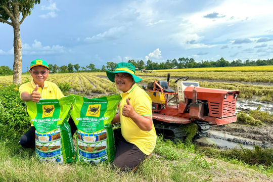 Đầu Trâu Bio-Canxi: Giải pháp phân bón mới cho canh tác lúa gạo bền vững và giảm phát thải