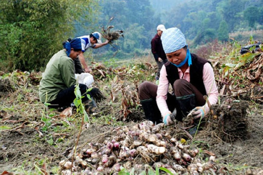 Lạng Sơn: Hành trình giảm nghèo bền vững giai đoạn 2021-2025 Lạng Sơn: Hành trình giảm nghèo bền vững giai đoạn 2021-2025