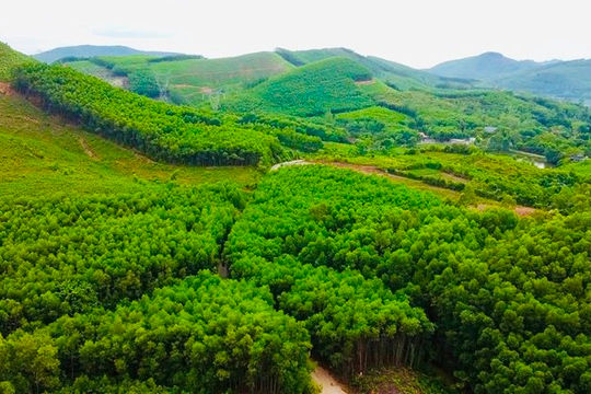 Quảng Trị: Tăng tỷ lệ che phủ rừng, cải thiện sinh kế người dân Quảng Trị: Tăng tỷ lệ che phủ rừng, cải thiện sinh kế người dân