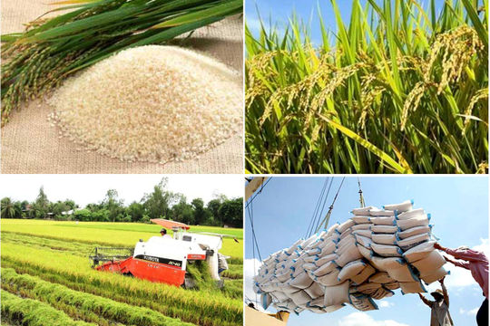 Tăng cường thúc đẩy sản xuất, xuất khẩu và ổn định thị trường gạo Tăng cường thúc đẩy sản xuất, xuất khẩu và ổn định thị trường gạo