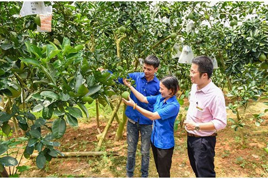 Tín dụng chính sách tiếp sức cho thanh niên lập nghiệp Tín dụng chính sách tiếp sức cho thanh niên lập nghiệp