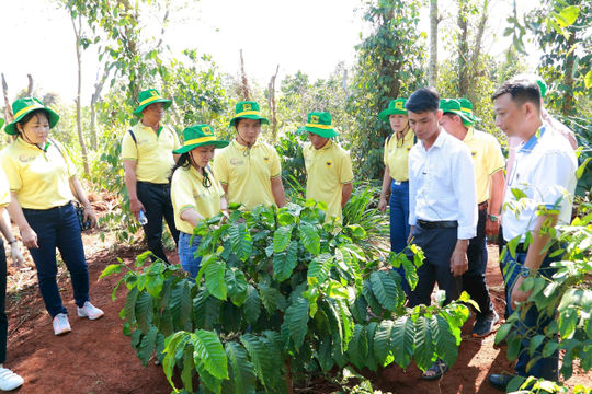 Khai phá tiềm năng cà phê Việt: Hành trình mới cùng Canh tác cà phê thông minh Khai phá tiềm năng cà phê Việt: Hành trình mới cùng Canh tác cà phê thông minh