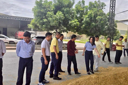 PVCFC tăng tốc mở rộng thị phần tại Campuchia, đồng hành cùng nông dân nâng giá trị hạt gạo 