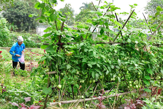 Trồng trọt vụ Đông hướng đến giá trị khoảng 41 nghìn tỷ đồng