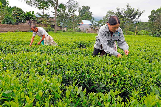 Tín dụng chính sách - Điểm tựa của hàng triệu hộ nghèo Tín dụng chính sách - Điểm tựa của hàng triệu hộ nghèo