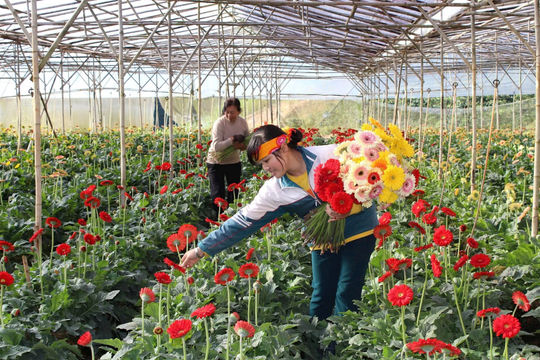 Lâm Đồng phấn đấu giải ngân 95% vốn dự án nông nghiệp trọng điểm