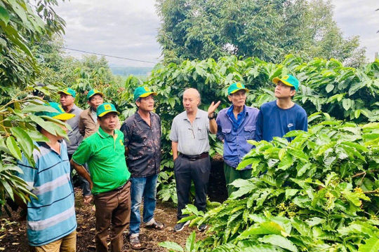 Hệ thống canh tác cà phê thông minh – vai trò tích hợp của công nghệ và phân bón