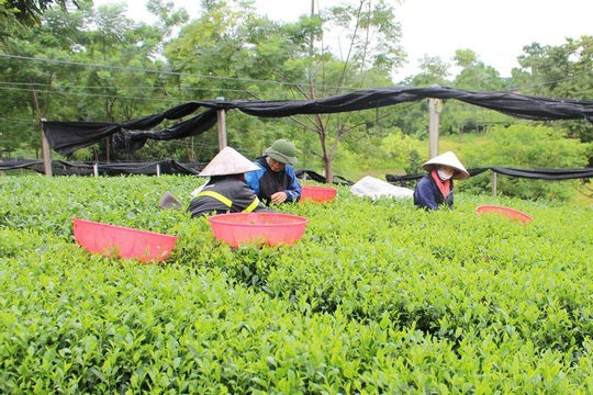 Thái Nguyên bứt phá trong công tác giảm nghèo, hướng đến phát triển bền vững Thái Nguyên bứt phá trong công tác giảm nghèo, hướng đến phát triển bền vững