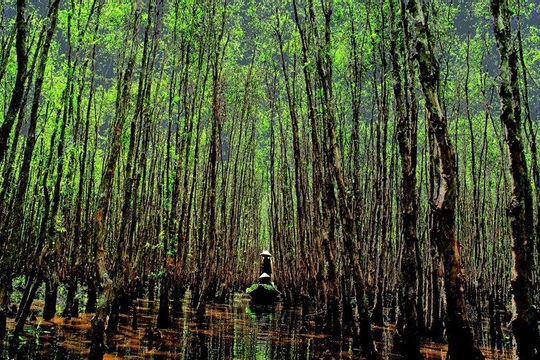 Cà Mau lập Quỹ Bảo vệ và Phát triển rừng 