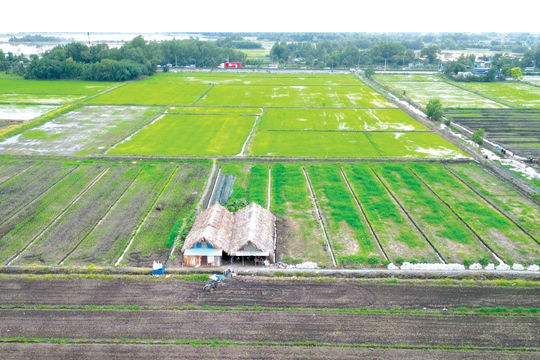 Cục Thuế yêu cầu các địa phương thực hiện miễn, giảm tiền sử dụng đất, tiền thuê đất