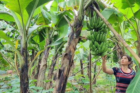 Tích hợp xây dựng nông thôn mới và giảm nghèo bền vững Tích hợp xây dựng nông thôn mới và giảm nghèo bền vững
