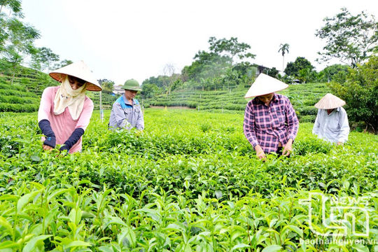 Thái Nguyên thực hiện hiệu quả chính sách hỗ trợ giảm nghèo gắn với phát triển bền vững Thái Nguyên thực hiện hiệu quả chính sách hỗ trợ giảm nghèo gắn với phát triển bền vững