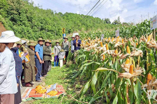 Việt Nam: Điểm sáng chống đói nghèo Việt Nam: Điểm sáng chống đói nghèo