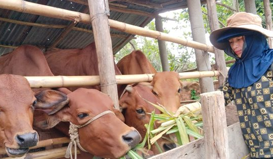 Vụ Bổn (Đắk Lắk) cải thiện đời sống nhân dân, hướng tới phát triển bền vững Vụ Bổn (Đắk Lắk) cải thiện đời sống nhân dân, hướng tới phát triển bền vững