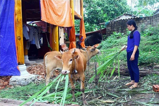 Nghệ An: Gỡ vướng trong thực hiện chương trình giảm nghèo sau sắp xếp, sáp nhập Nghệ An: Gỡ vướng trong thực hiện chương trình giảm nghèo sau sắp xếp, sáp nhập