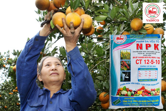 Phân bón Văn Điển giúp nâng tầm thương hiệu cam sành Tuyên Quang Phân bón Văn Điển giúp nâng tầm thương hiệu cam sành Tuyên Quang