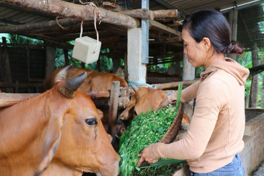 Khánh Hòa: Kết quả giảm nghèo ấn tượng nhờ linh hoạt chính sách