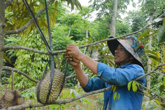 Đắk Lắk: Giải ngân Chương trình mục tiêu quốc gia giảm nghèo bền vững mới đạt 26%