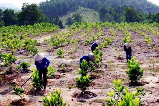 Diện tích rừng trồng mới giảm ở một số địa phương
