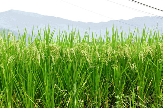 Định vị giá trị xuất khẩu gạo Việt bằng lợi thế chất lượng