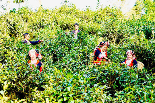 Đa dạng hóa sinh kế: Động lực mới cho giảm nghèo bền vững giai đoạn 2026-2030