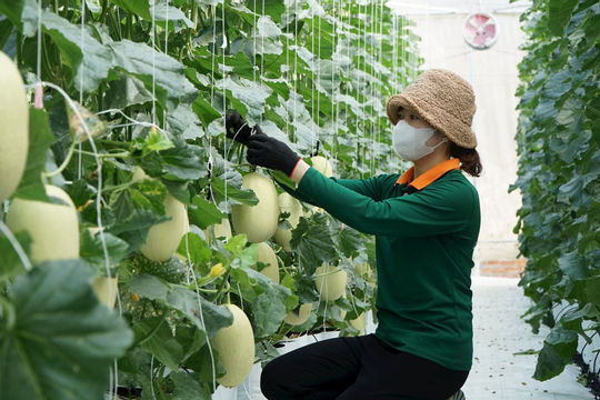 Lâm Đồng: Nâng chất lượng nông thôn mới, hướng tới phát triển bền vững