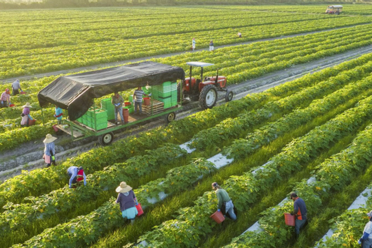 Tạo dựng nền tảng vững chắc cho nông dân làm giàu