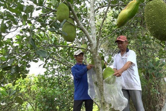 Vĩnh Long quyết tâm giảm 0,5% tỷ lệ hộ nghèo đa chiều vào năm 2025