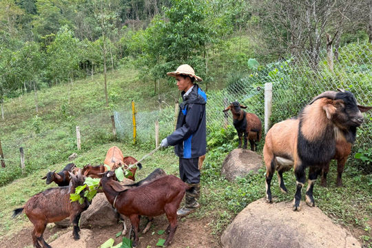 Nhiều hộ dân thôn Khau Ngòa, xã Trần Phú (Thái Nguyên) thoát nghèo bền vững 