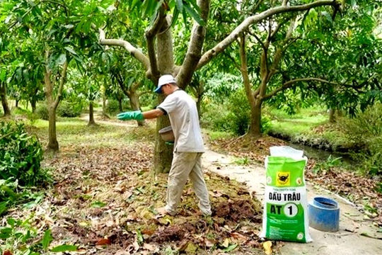 Phục hồi vườn cây ăn trái ĐBSCL sau ngập úng: Giải pháp khoa học cho bà con nhà vườn