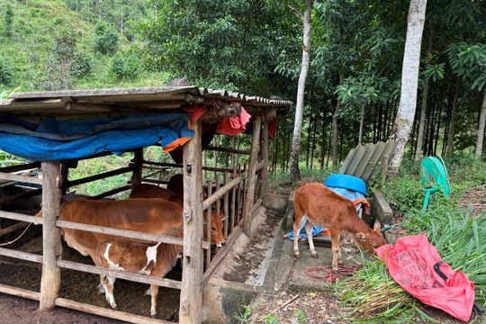 Tận dụng tối đa nguồn vốn Chương trình mục tiêu quốc gia giảm nghèo bền vững