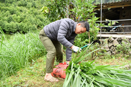 Xã Trần Phú (Thái Nguyên) quyết tâm giảm số hộ nghèo, hộ cận nghèo