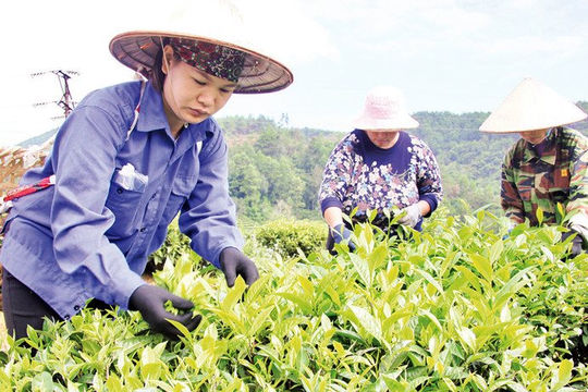Lạng Sơn: Chuẩn hóa vận hành để giảm nghèo bền vững