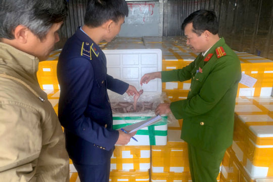 Quản lý thị trường Thanh Hóa “chặn đứng” hơn 10 tấn cá khoai chứa chất cấm trên đường đi tiêu thụ
