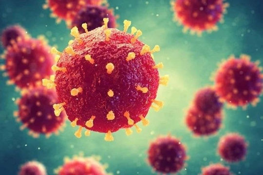 Việt Nam chưa ghi nhận trường hợp mắc bệnh do virus Nipah