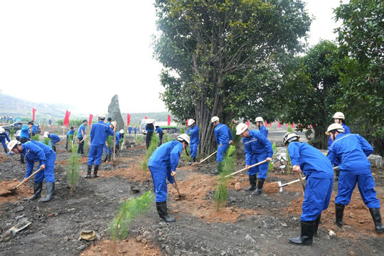 TKV phát động “Tết trồng cây đời đời nhớ ơn Bác Hồ” Xuân Bính Ngọ 2026