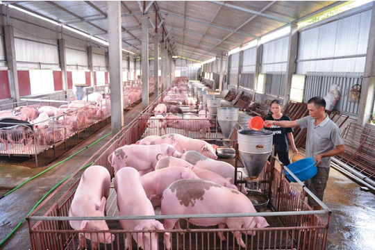 Gắn kết “ba nhà”, thúc đẩy tăng trưởng xuất khẩu chăn nuôi