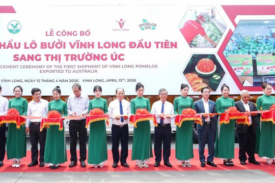 Bưởi Việt Nam lần đầu xuất khẩu sang Australia