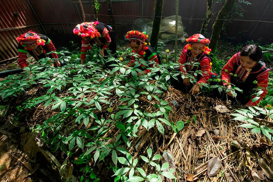 Ngành kinh tế tỷ đô dưới tán rừng