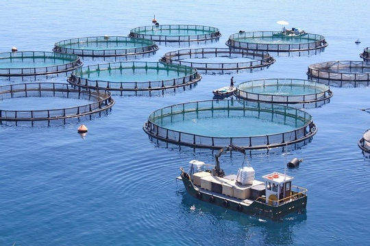 Cắt giảm thủ tục hành chính, điều kiện kinh doanh 15 lĩnh vực nông nghiệp, môi trường