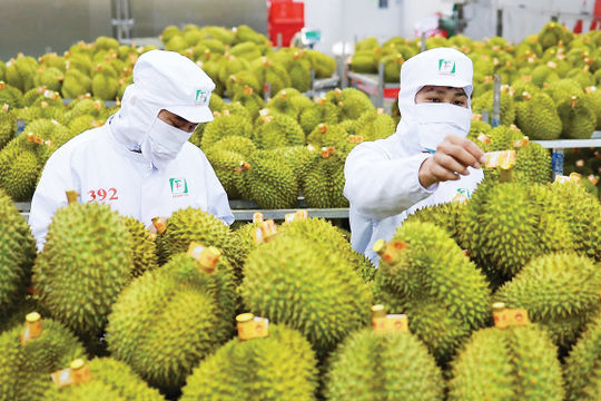 Rau quả hướng mốc 10 tỷ USD: Cơ hội lớn, thách thức không nhỏ